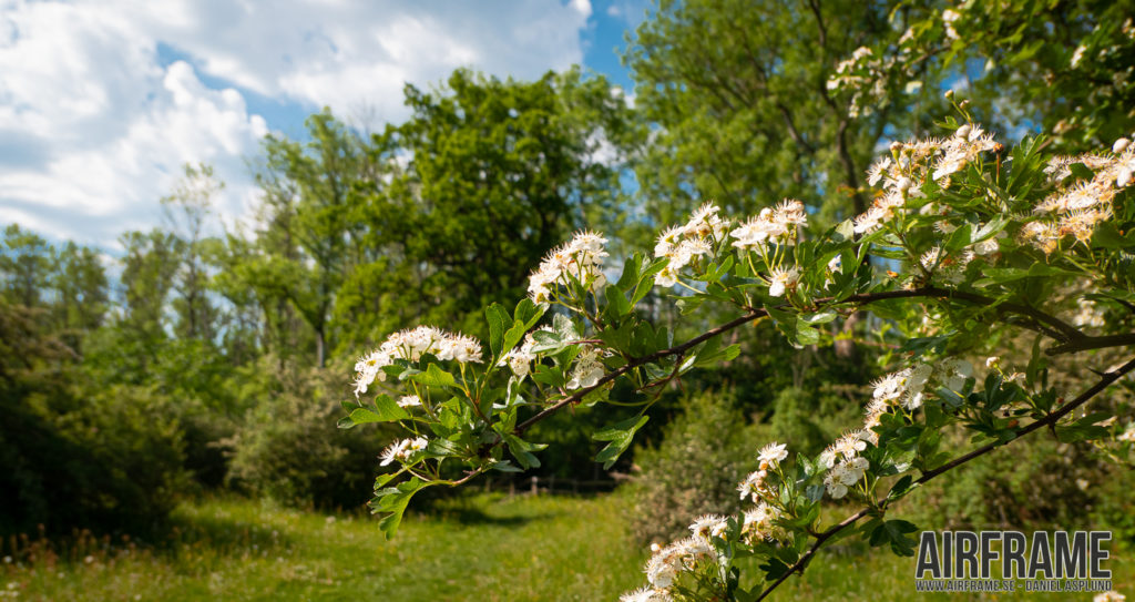 Dalby Söderskog