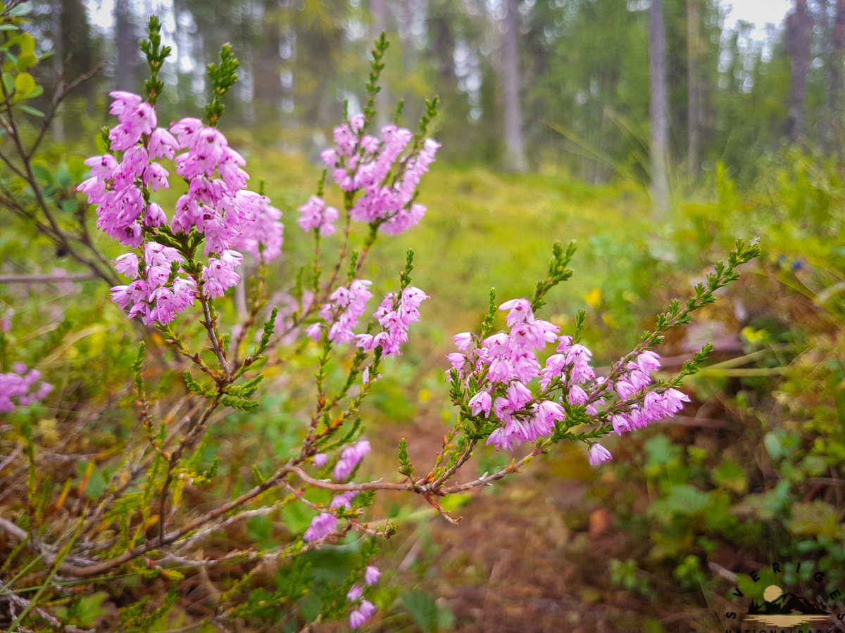 bjornlandet_190814_028.jpg