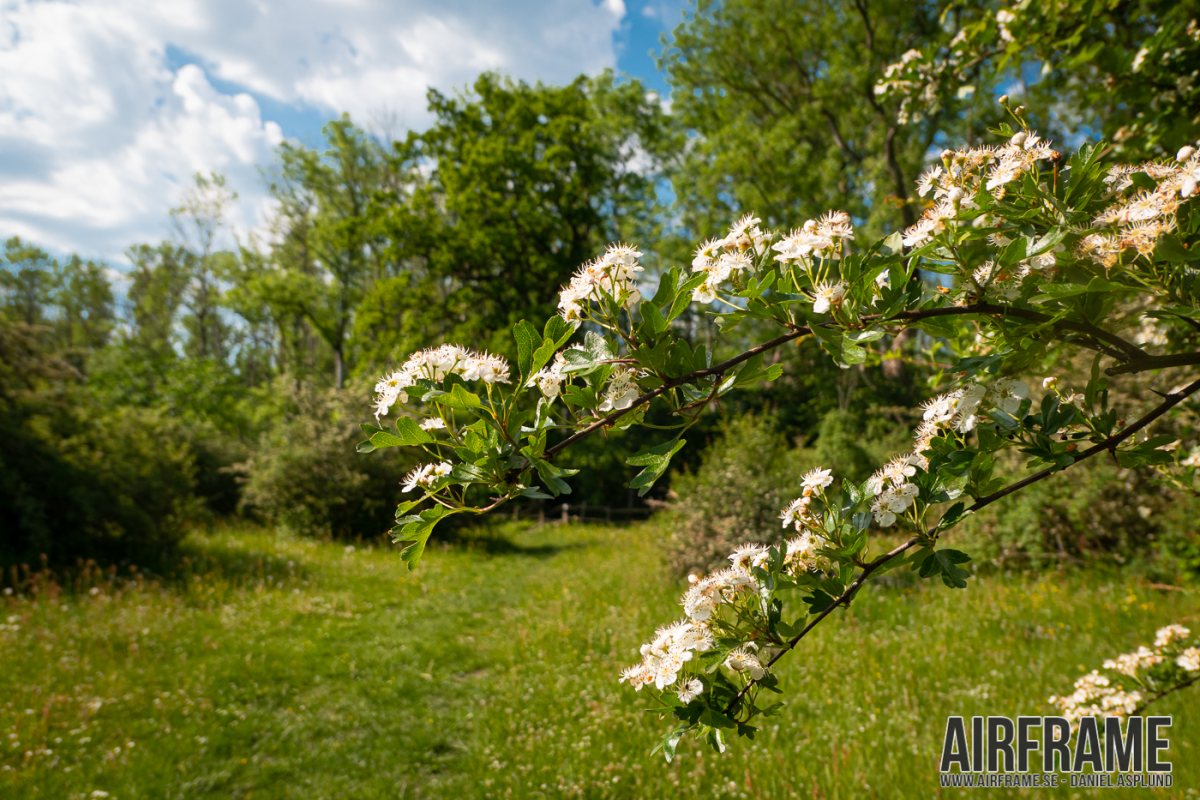 Dalbysöderskog20190603_001.jpg