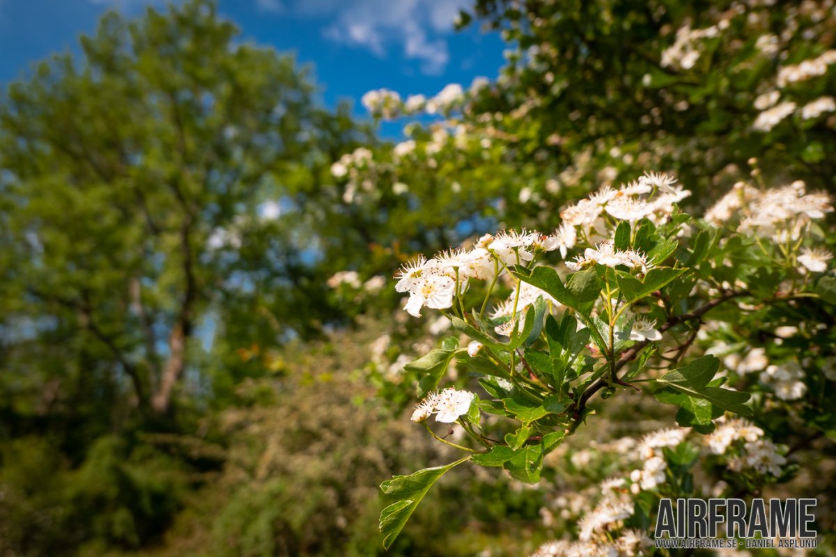 Dalbysöderskog20190603_002.jpg